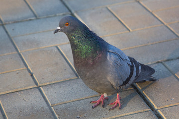 walking gray city dove