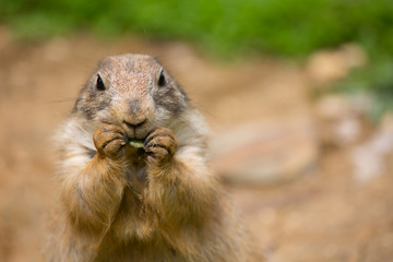 Marmotte
