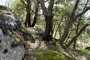 oak tree in the forest