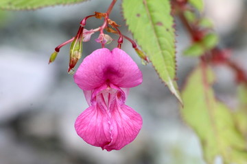 Wilde Orchidee