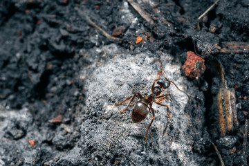 The ant is close-up.