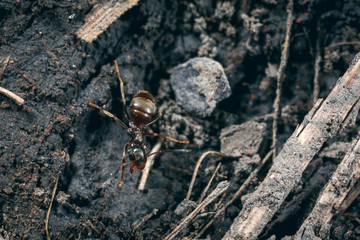 The ant is close-up.