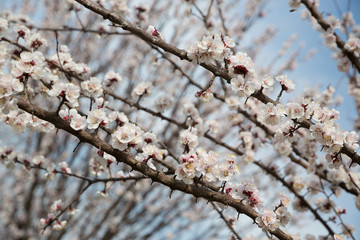 Blossoming apricot tree outdoor photo for graphic and web design, for website or mobile app.