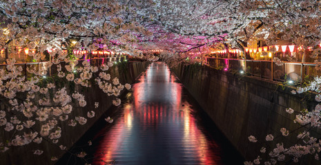 riverside cherry blossom