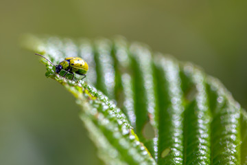 Macro photography of a spotted cucumber beetle feeding on an alder leaf. Captured at the Andean mountains of central Colombia.