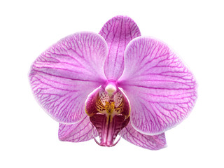 Fototapeta na wymiar phalaenopsis orchid flower isolated on white background