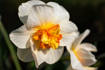 Fototapeta na wymiar Focus on a spring flower: Narcissus