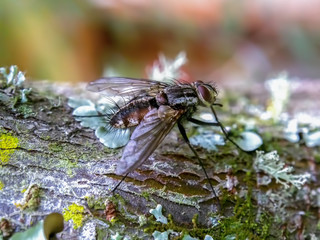 Macro photography of a stable fly standing on a tree branch covered in lichen. Captured at the Andean mountains of central Colombia.
