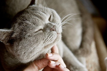 human hand and happy sleeping cat