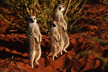 Erdmännchen (suricata suricatta)