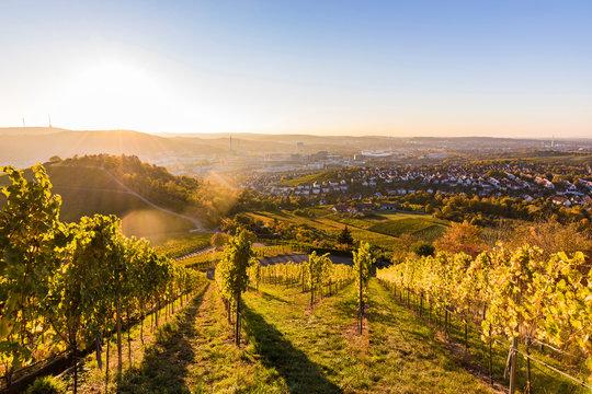 Germany, Baden-Wuerttemberg, Stuttgart, view over grapevines to Untertuerkheim and Bad Cannstatt against the sun