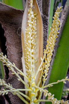 Coconut flower on tree