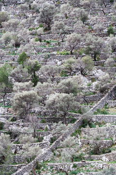 Spain, Balearic Islands, Mallorca, Caimari, terraced field with olive trees