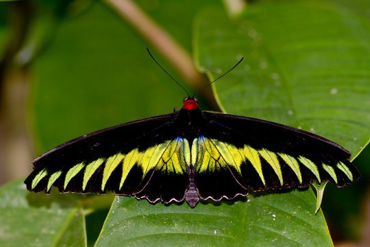 Malaysia, Borneo, Sabah, Kinabalu Park, Raja Brooke's birdwing on leaf
