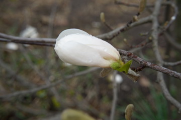 White flower of Magnolia tree on a branch with small green leaves in the foreground