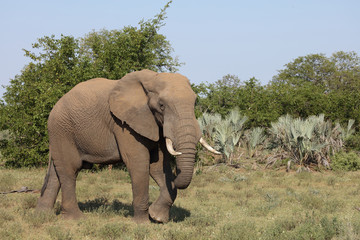 Afrikanischer Elefant / African elephant / Loxodonta africana
