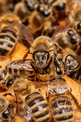 A bunch of bees on a honeycomb in a hive