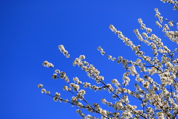 Cherry blossoms in spring under a blue sky.