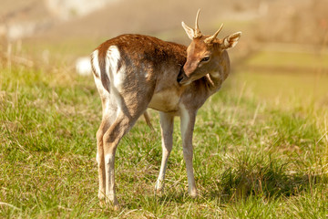 Pequeño ciervo en el campo