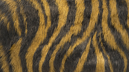 abstract tiger skin background