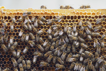 Close up view of the working bees on honey cells. Bees convert nectar into honey and close it in the honeycomb. Selective focus