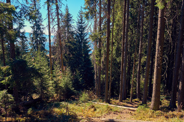 Beautiful autumn landscape in The Carpathian Mountains