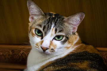A cat turning its head and looking into the camera.