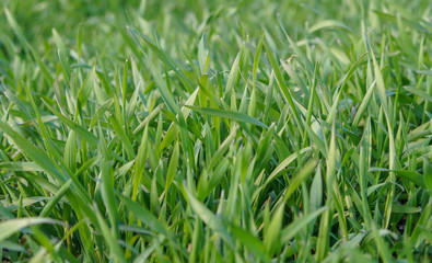 young fresh spring grass in the early morning