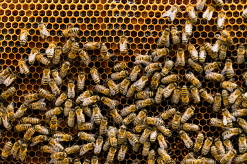 Close up view of the working bees on honey cells. Bees convert nectar into honey and close it in...
