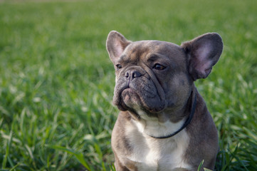 Obraz premium Young bulldog walks in the park on fresh grass and meditates