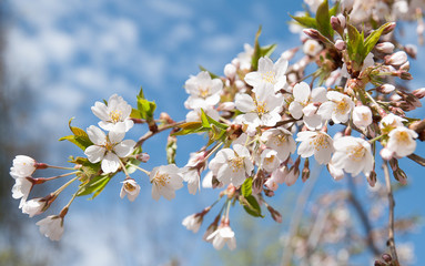 Fototapeta premium Cherry tree branch
