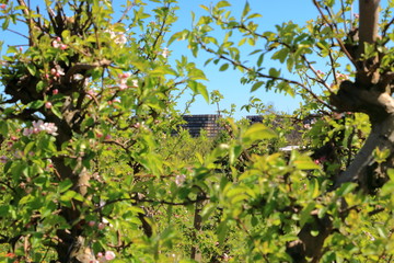 Beautiful blooming of decorative white apple trees over bright blue sky