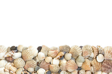sea shells, white background isolated