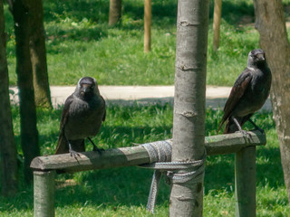 two crows in a green background.