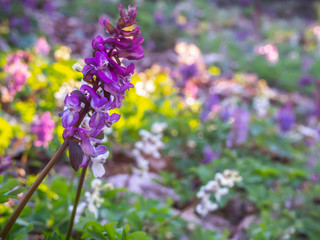 Obraz premium The purple Corydalis blossom in the early spring in a forest with a blurred background and bokeh - Kyiv, Ukraine, Europe.