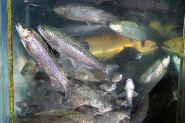 Photo of aquarium with trouts on bazaar for graphic and web design, for website or mobile app.