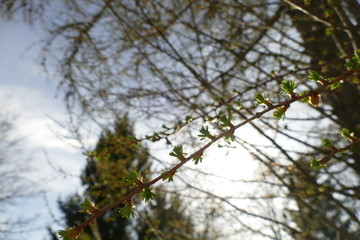 Knospen