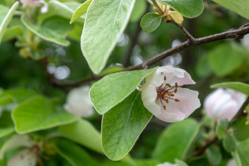Quince Tree Spring Blossom