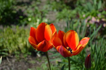 Obraz na płótnie Canvas red tulip in the garden close up