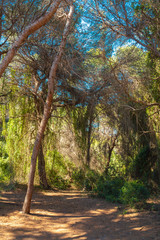 Pine forest on sunny day. Spanish forest landcape, summer holidays.