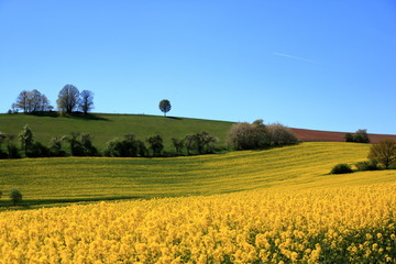 Obraz premium Blossoming rapeseed field in Saxony, Germany