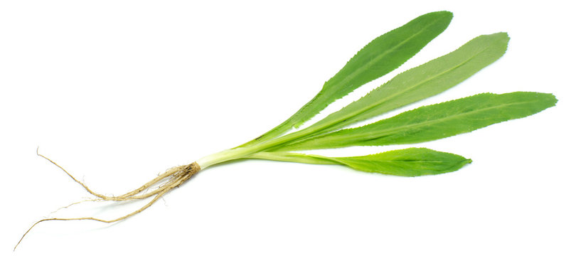 culantro isolate on white background