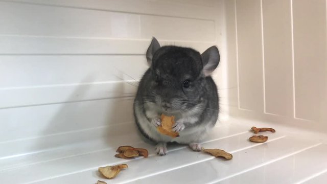 Small gray fluffy chinchilla eats dry apple slices