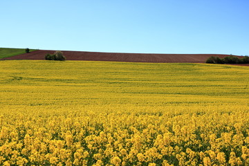 Blossoming rapeseed field in Saxony, Germany