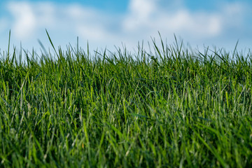 Frisches Gras im Frühjahr