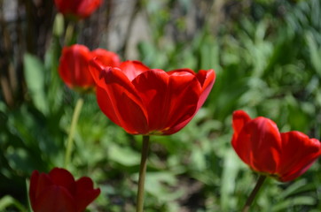 red tulip in the garden close up