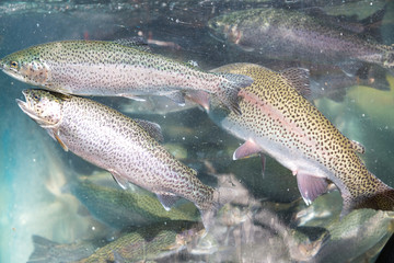 Photo of aquarium with trouts on bazaar for graphic and web design, for website or mobile app.