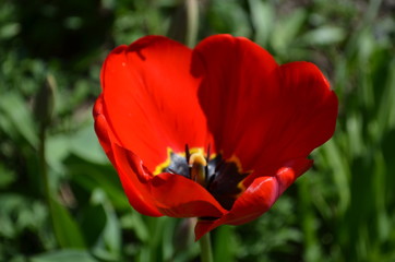 red tulip in the garden close up