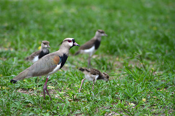 Bird family in the grass