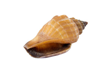 sea shell, white background isolated